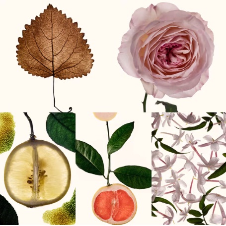 عطر سی اچ زنانه